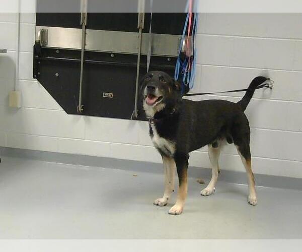 Medium Photo #1 German Shepherd Dog-Unknown Mix Puppy For Sale in St. Cloud, FL, USA