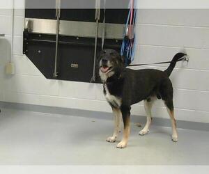 German Shepherd Dog-Unknown Mix Dogs for adoption in St. Cloud, FL, USA
