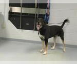 Small German Shepherd Dog Mix
