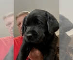 Puppy Puppy 4 Labrador Retriever