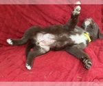 Small #6 Borador