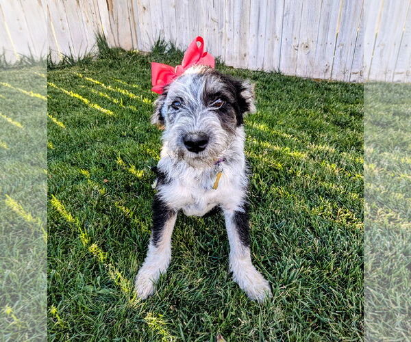 Medium Photo #13 Mutt Puppy For Sale in Sandy, UT, USA