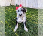 Small #12 Mutt