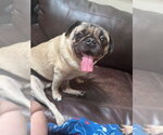 Small Pug