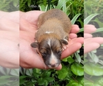 Small Photo #1 Pembroke Welsh Corgi Puppy For Sale in CRESTVIEW, FL, USA