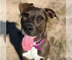 KORRA - Female American Pit Bull Terrier Dog for Adoption - Small photo