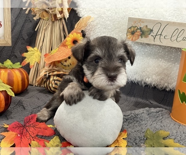 View Ad Schnauzer (Miniature) Puppy for Sale near Oregon, PORTLAND