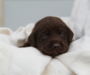 Medium Labrador Retriever