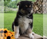 Small Photo #3 Australian Cattle Dog-German Shepherd Dog Mix Puppy For Sale in BEAVERTOWN, PA, USA