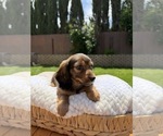Small #3 Dachshund