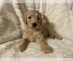 Small Photo #10 Goldendoodle Puppy For Sale in CARMICHAEL, CA, USA