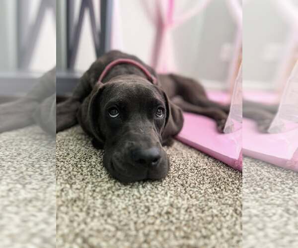 Medium Photo #5 Great Dane-Unknown Mix Puppy For Sale in Huntersville, NC, USA