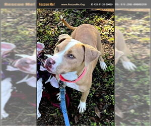 American Pit Bull Terrier Dogs for adoption in Benton, PA, USA