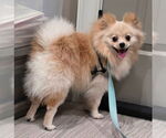 Small #4 Pomeranian