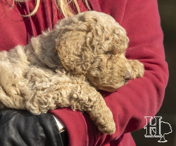 Medium Photo #3 Poodle (Standard) Puppy For Sale in ELLENBORO, NC, USA