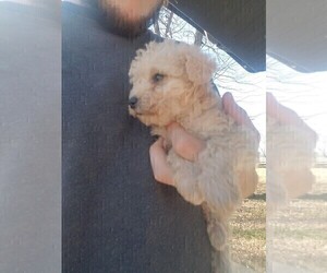 Schnoodle (Miniature) Puppy for sale in SPENCER, TN, USA