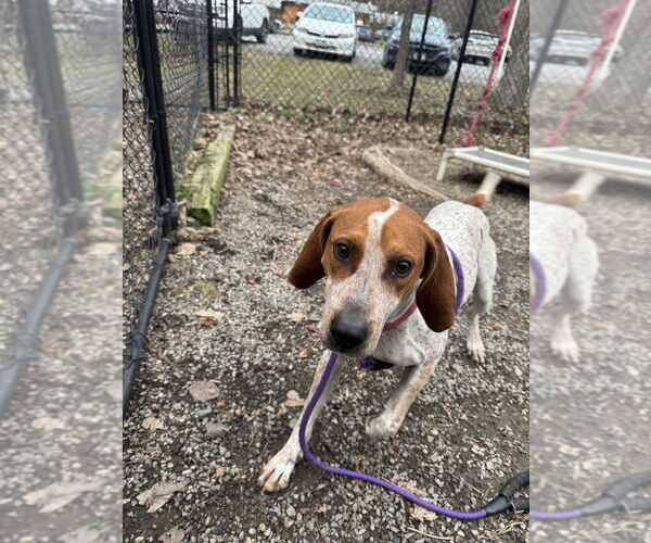 Medium Photo #5 Mutt Puppy For Sale in Elmsford, NY, USA