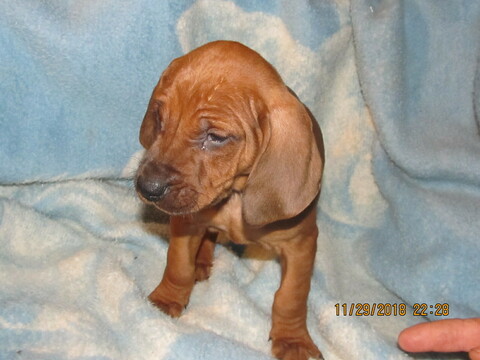 Medium Photo #7 Redbone Coonhound Puppy For Sale in GUERNSEY, OH, USA