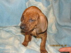 Small #6 Redbone Coonhound