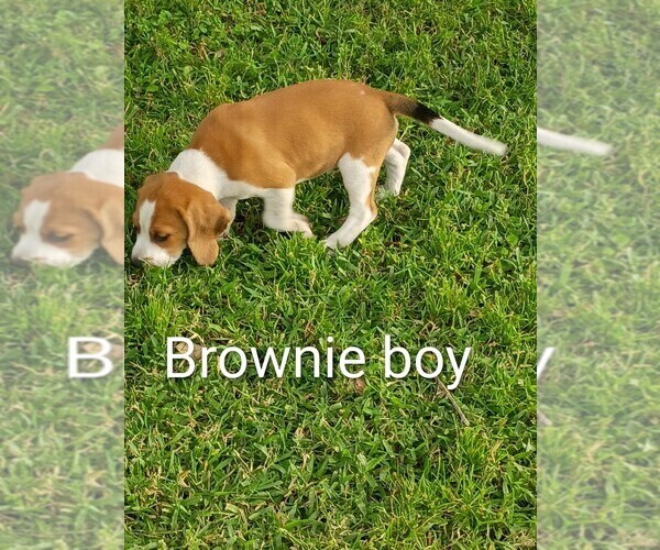 Medium Photo #1 Beagle Puppy For Sale in COCOA, FL, USA