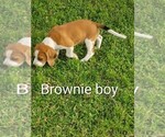 Small Beagle