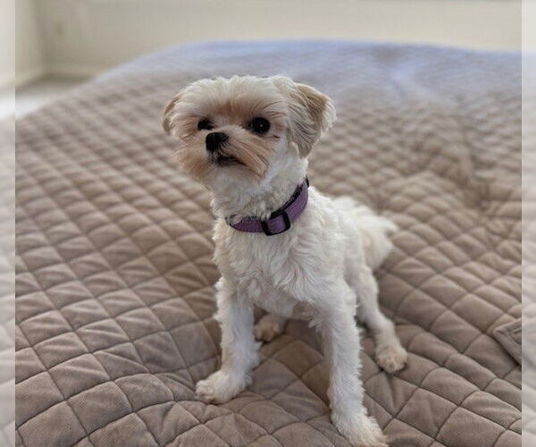 Medium Photo #4 Maltese Puppy For Sale in St. Louis Park, MN, USA
