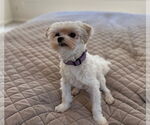 Small #3 Maltese