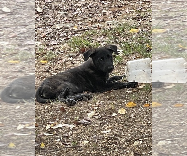 Medium Photo #10 Dutch Shepherd Dog Puppy For Sale in GEORGETOWN, TN, USA