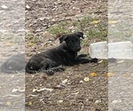 Small #9 Dutch Shepherd Dog