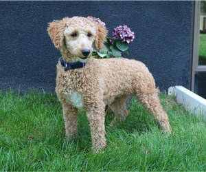 Mother of the Goldendoodle (Miniature) puppies born on 05/07/2026