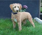Small Photo #1 Goldendoodle (Miniature) Puppy For Sale in SUNBURY, PA, USA