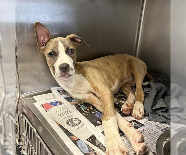 Medium Photo #2 American Staffordshire Terrier-Unknown Mix Puppy For Sale in San Antonio, TX, USA