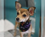 CHIQUITA - Female Chihuahua-Unknown Mix Dog for Adoption - Small photo