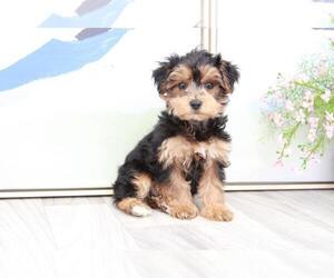 YorkiePoo Puppy for sale in MARIETTA, GA, USA