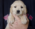 Puppy Lindsey Orange Golden Retriever