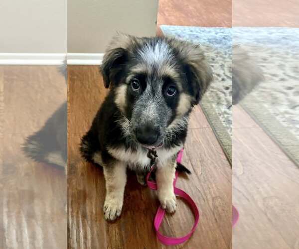 Medium Photo #2 Australian Shepherd-German Shepherd Dog Mix Puppy For Sale in Cave Creek, AZ, USA