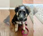 Small #1 Australian Shepherd-German Shepherd Dog Mix