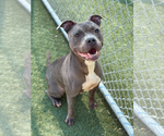 Small American Pit Bull Terrier Mix