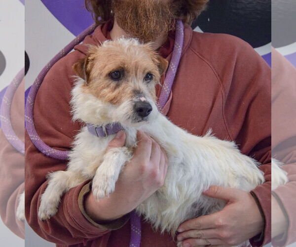 Medium Photo #5 Jack Russell Terrier-Unknown Mix Puppy For Sale in Huntley, IL, USA