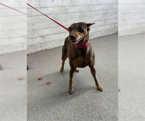 Chihuahua Dogs for adoption in San Bernardino, CA, USA