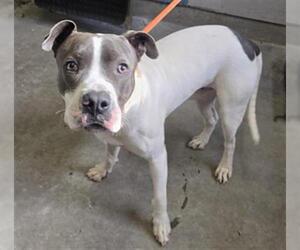 Mutt Dogs for adoption in Camarillo, CA, USA