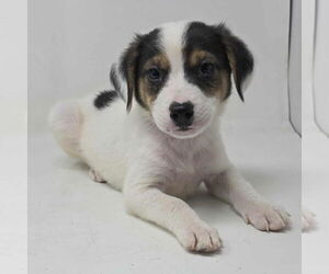 Borador Dogs for adoption in Brewster, NY, USA