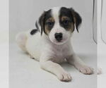 Small Borador