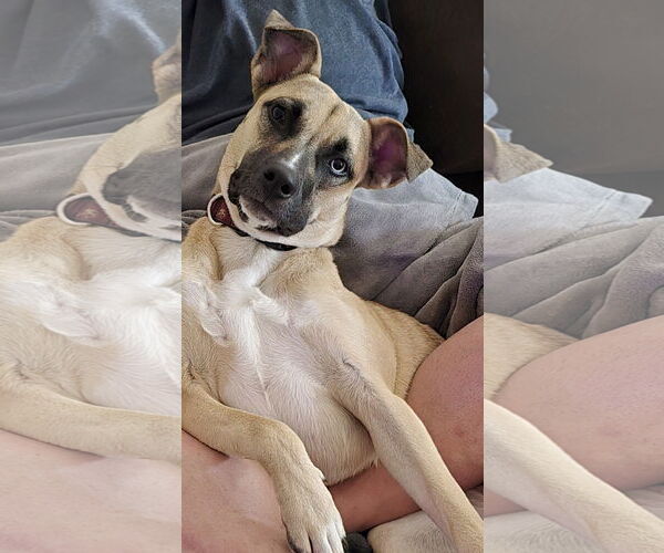 Medium Photo #1 Black Mouth Cur-Unknown Mix Puppy For Sale in Fort Collins, CO, USA