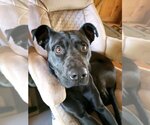 Small Photo #2 Greyhound-Labrador Retriever Mix Puppy For Sale in Rowayton, CT, USA