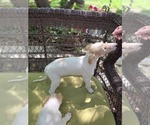 Small #3 Borzoi