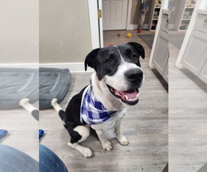 Mutt Dogs for adoption in Emmett, ID, USA