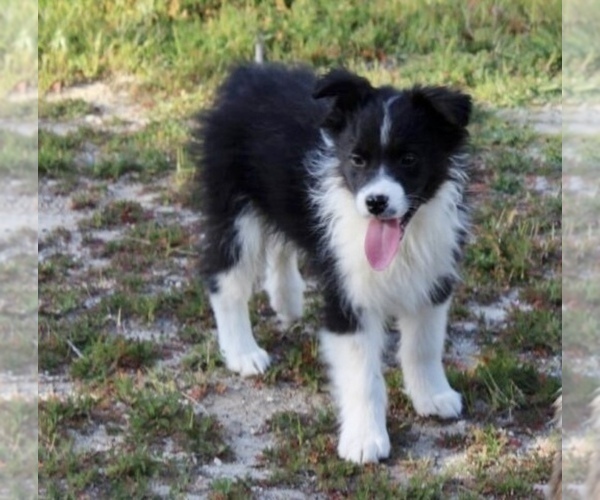 Medium Photo #4 Australian Shepherd Puppy For Sale in ACTON, CA, USA