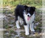 Small Photo #4 Australian Shepherd Puppy For Sale in ACTON, CA, USA