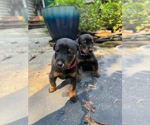 Doberman Pinscher Litter for sale in HICKORY, NC, USA